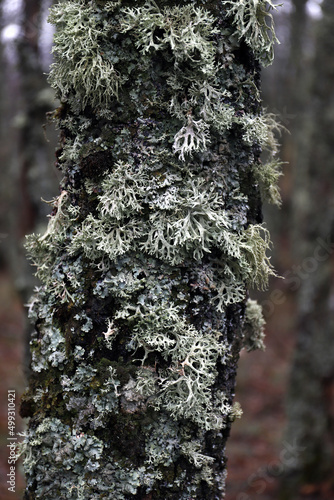 niqueles creciendo en el tronco de un árbol de roble en un bosque photo