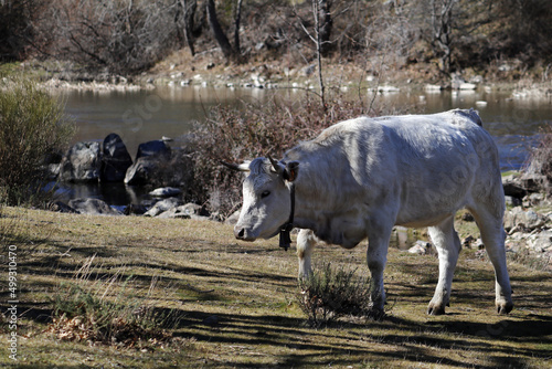 Vaca blanca en la ribera del rio caminando photo