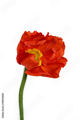 Fototapeta Naklejka Na Ścianę i Meble -  Beautiful red 'Oriental poppy' flower (Papaver orientale) isolated on white background.
