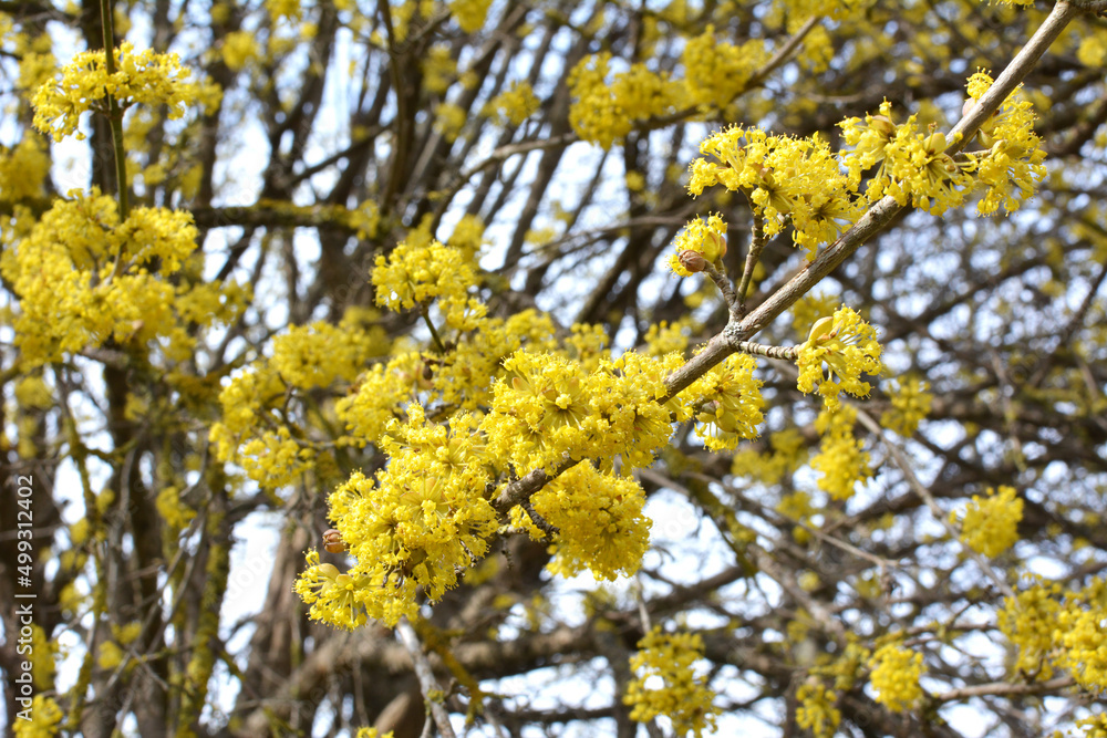 In nature, cornel is real (Cornus mas) blooms In nature, cornel is real (Cornus mas) blooms