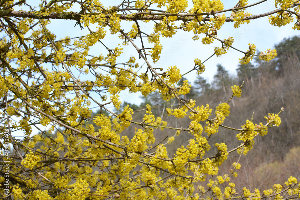 In nature, cornel is real (Cornus mas) blooms In nature, cornel is real (Cornus mas) blooms
