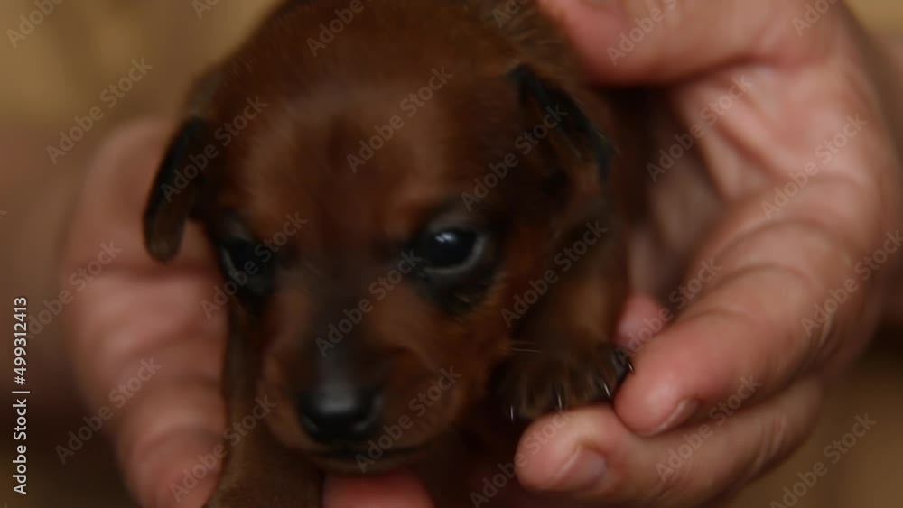 A small, brown puppy in the palms. The puppy moves his paws funny. A small, brown puppy in the palms. The puppy moves his paws funny.