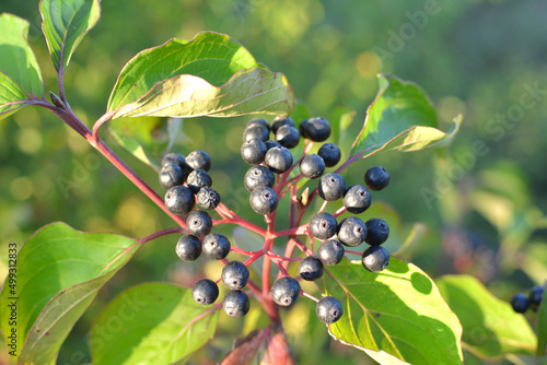 The berries of cornus sanguinea ripen on the branch of the bush. photo