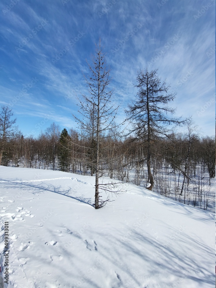 Fototapeta premium snow covered trees