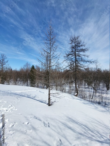 snow covered trees