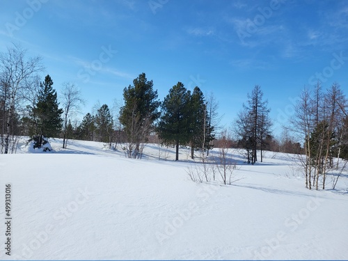 snow covered trees