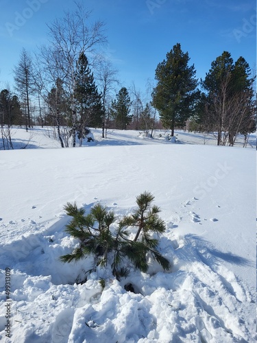 snow covered trees