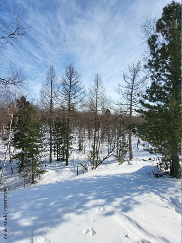 snow covered trees
