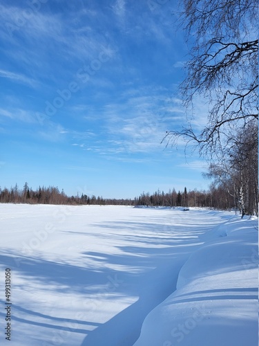 snow covered trees