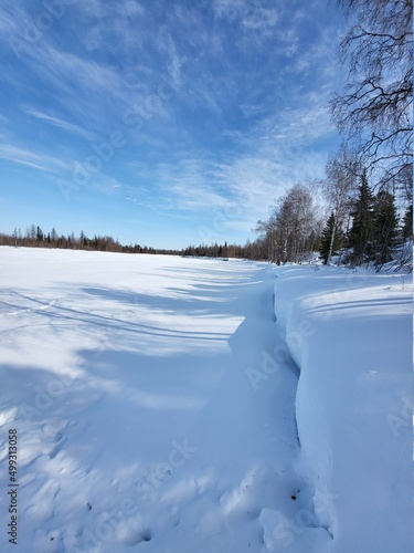 snow covered trees