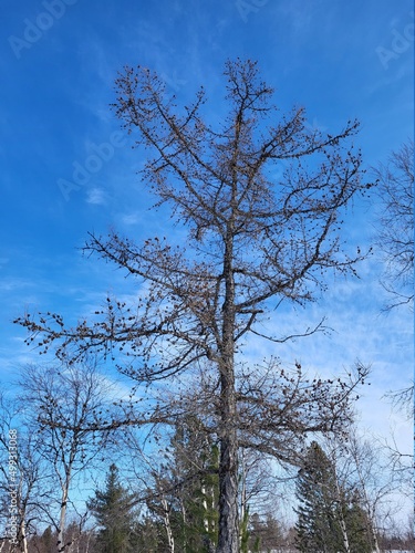 tree in the sky