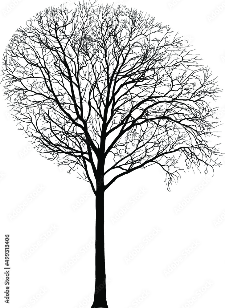 Obraz premium Maple, tall tree, Latin Acer