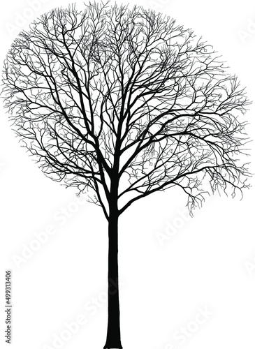 Maple, tall tree, Latin Acer © gepard