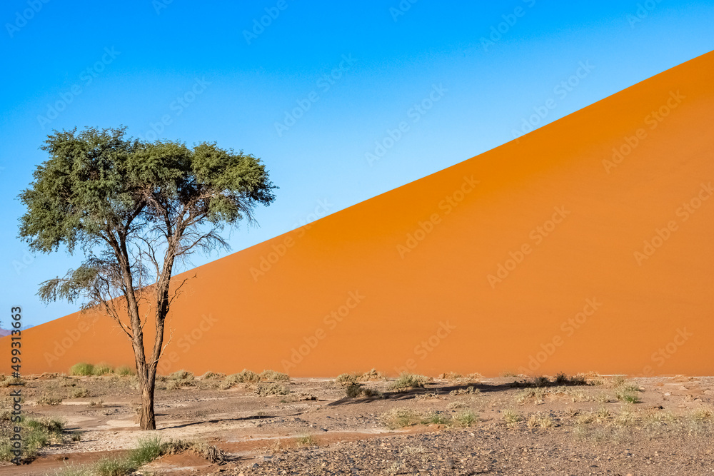 Namibia, the Namib desert, graphic landscape of red dunes 
