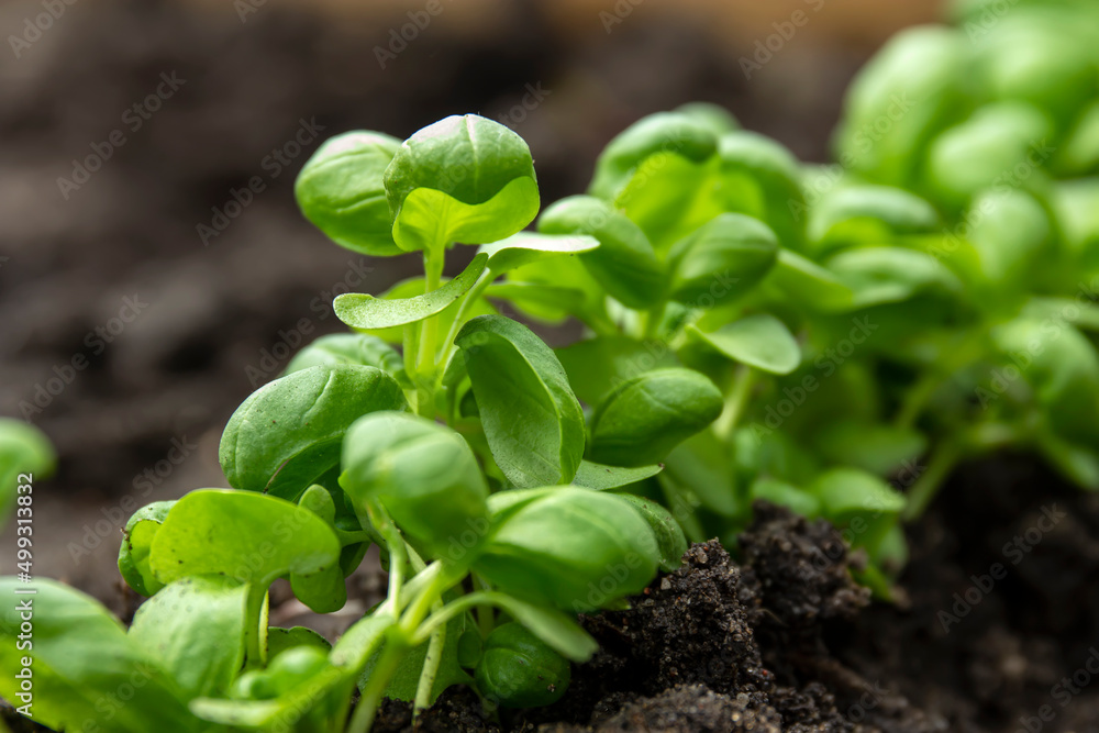 Fresh basil sprouts with green leaves grow from the ground close-up Fresh basil sprouts with green leaves grow from the ground close-up