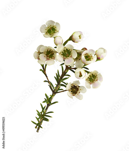 White chamelaucium flowers and buds isolated