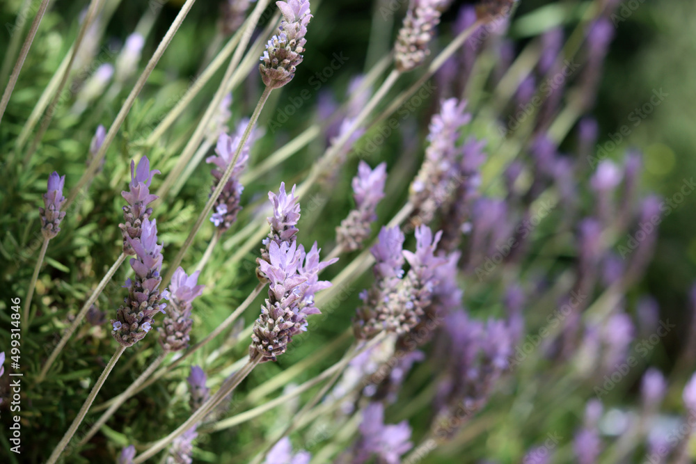 Lavender flowers close up photo. Beautiful blossom on blurry background. Soft focus. Herbal treatment concept. Lavender flowers close up photo. Beautiful blossom on blurry background. Soft focus. Herbal treatment concept.