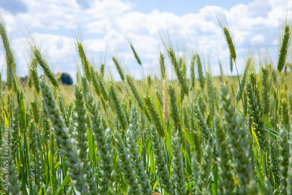 Obraz premium green cereal field with wheat in summer