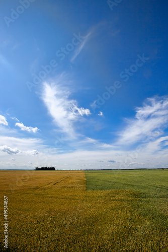 an agricultural field where cereal wheat is grown