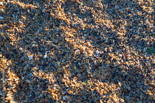 Yellow shells on the seashore