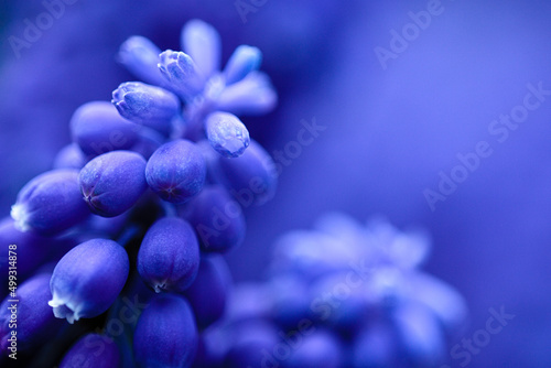 Obraz na plátně Grape hyacinth