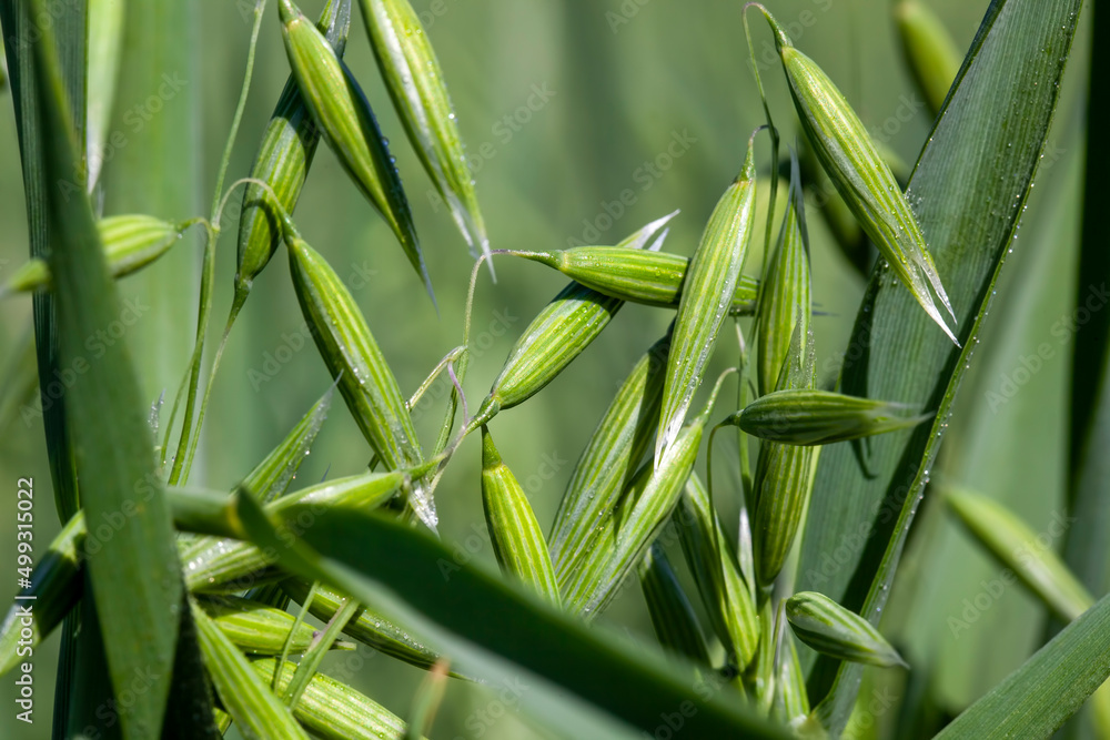 Obraz premium oat plant during cultivation in the field in summer