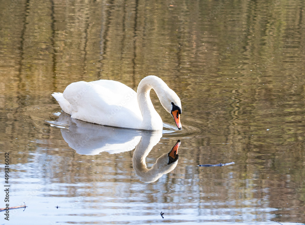 Fototapeta premium White swan on the lake. The swan is reflected in the water