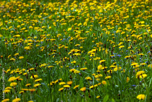 yellow beautiful dandelion flowers with seeds