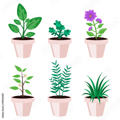 Plants in pot. Some with flowers, some without. Vector graphic.