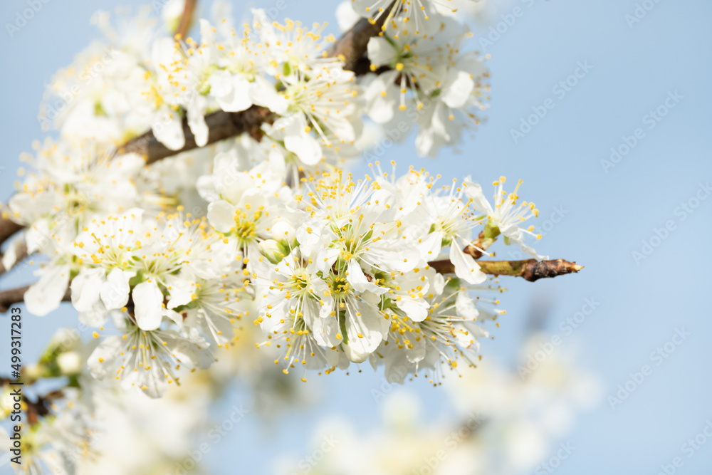 密集して咲くプルーンの花 密集して咲くプルーンの花