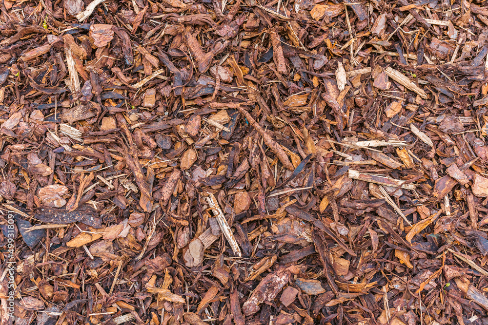 Close up of decorative chip of pine bark. Natural mulch for garden plants, filling on flower beds in garden landscaping Close up of decorative chip of pine bark. Natural mulch for garden plants, filling on flower beds in garden landscaping