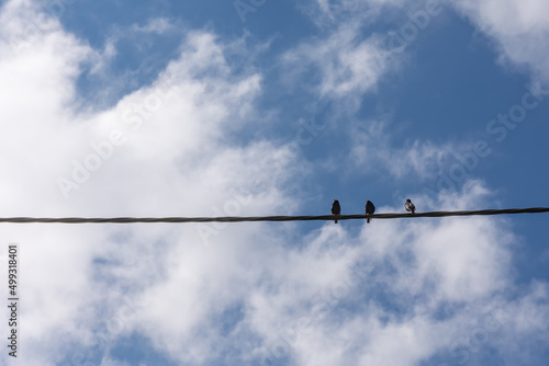 three birds on a power line with a view from below