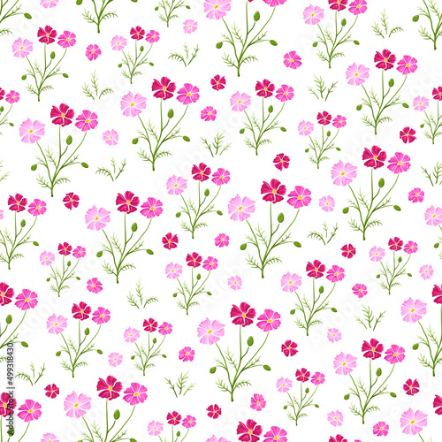 Seamless pattern with pink cosmea flower on white