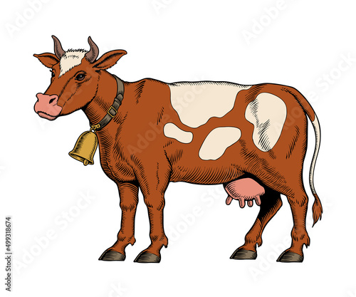 Cow isoalted on white background. Horned cow with a bell standing on the ground. Vector illustration.