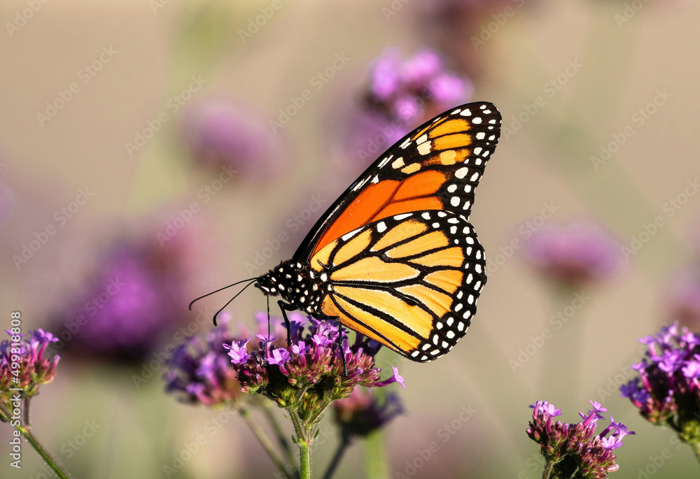 A beautiful Monarch Butterfly sitting atop a Purple Verbena flower pollinating on its tiny pink purple florets. Offset by a neutral colored background with softly depicted flowers. A beautiful Monarch Butterfly sitting atop a Purple Verbena flower pollinating on its tiny pink purple florets. Offset by a neutral colored background with softly depicted flowers.