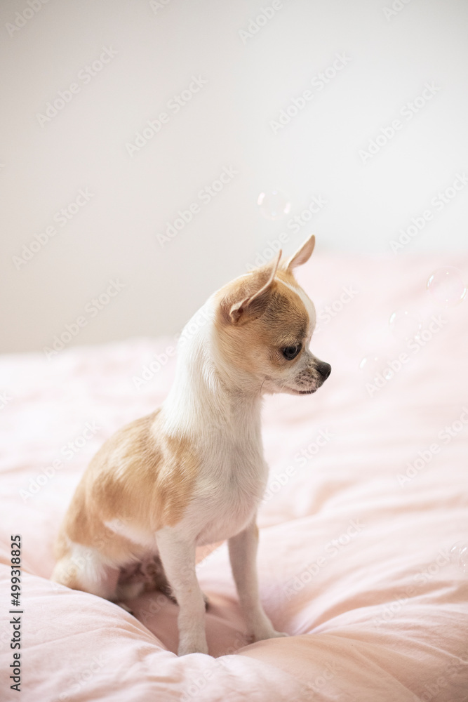 Small and cute chihuahua puppy  - obrazy, fototapety, plakaty 
