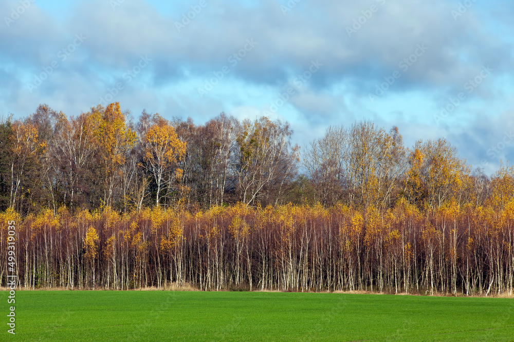 birch trees with orange foliage in the autumn season