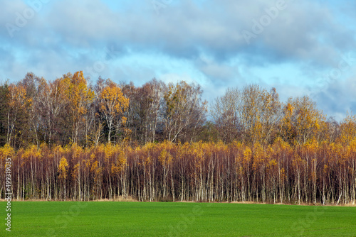 birch trees with orange foliage in the autumn season