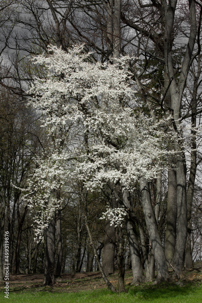Kwitnące wiosenne drzewo śliwki mirabelki. Kwitnące drzewo wiosną w sadzie.	