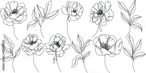 Peony flowers isolated vector illustration. Vector wildflowers for background. Abstract botanical art. Simple minimalist art set. Continuous line drawing.