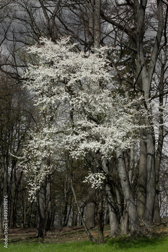 Kwitnące wiosenne drzewo śliwki mirabelki. Kwitnące drzewo wiosną w sadzie. 