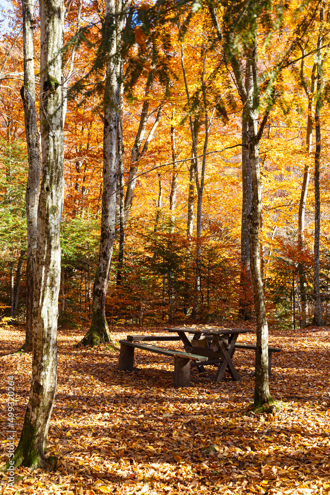 Leaf fall. Golden autumn in the mountain forest. Leaf fall. Golden autumn in the mountain forest.
