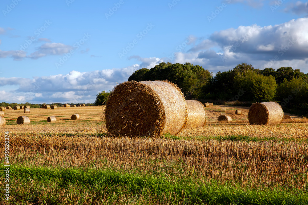 agricultural field with straw stacks after wheat harvest