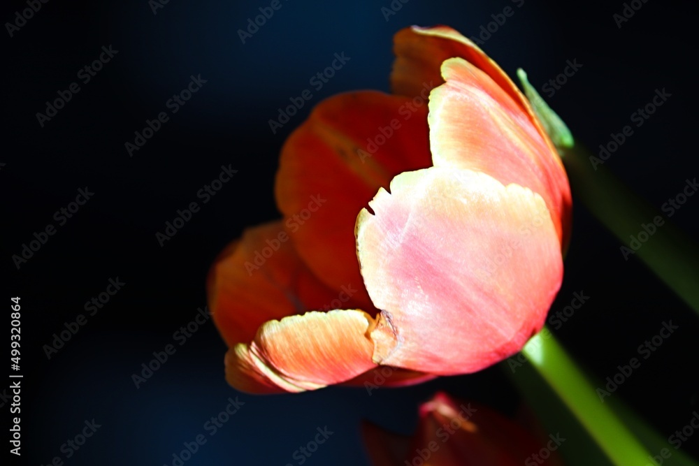 Blüte einer Tulpe in der Nahaufnahme Blüte einer Tulpe in der Nahaufnahme