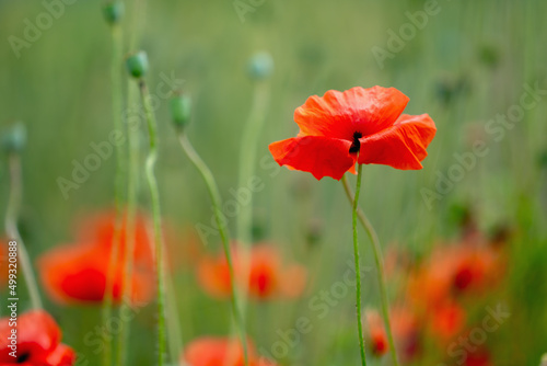 Beautiful red poppy flower against green field background