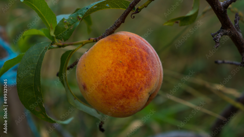 Peach on a young peach tree