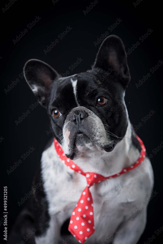 French bulldog,  dog with black background