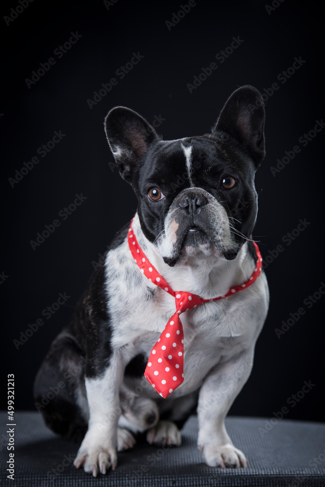 French bulldog, dog with black background French bulldog, dog with black background