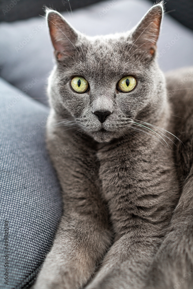Portrait of a  big gray British cat with yellow eyes