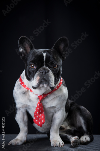 French bulldog,  dog with black background © JgomezGaviria23